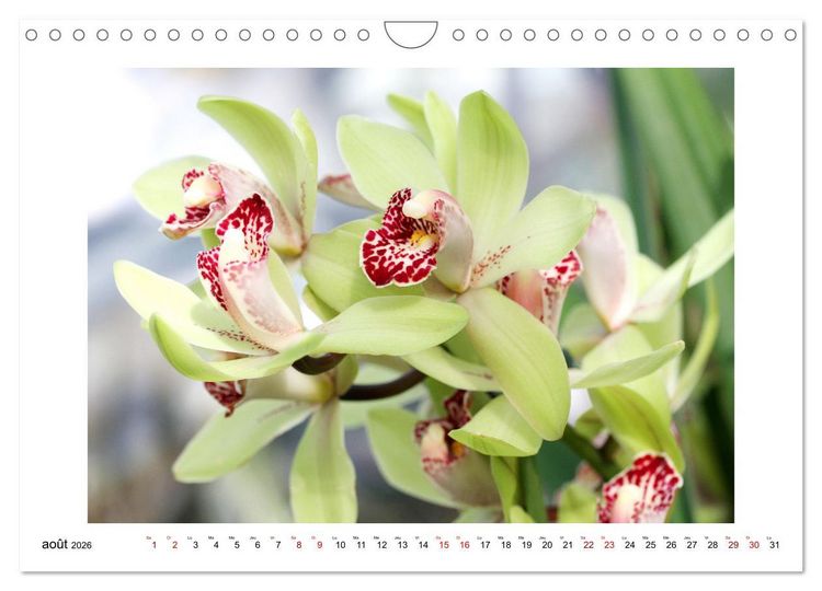 Produktbild: Mon r&ecirc;ve d'orchid&eacute;es (Calendrier mural 2026 DIN A4 vertical), CALVENDO calendrier mensuel