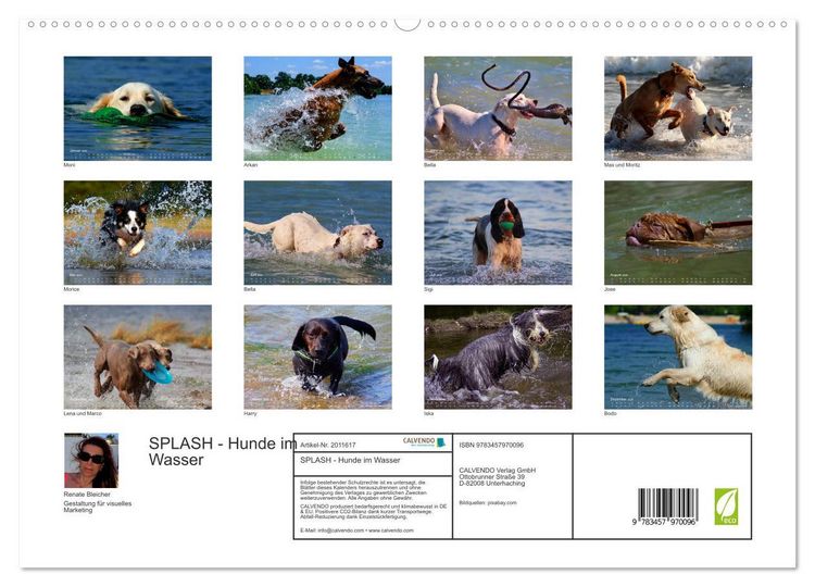 Produktbild: SPLASH - Hunde im Wasser (hochwertiger Premium Wandkalender 2026 DIN A2 quer), Kunstdruck in Hochglanz