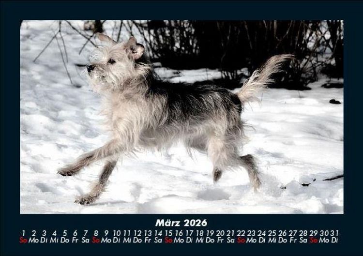 Produktbild: Der Hundekalender 2026 Fotokalender DIN A5