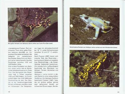 Produktbild: Harlekinfr&ouml;sche der Gattung Atelopus