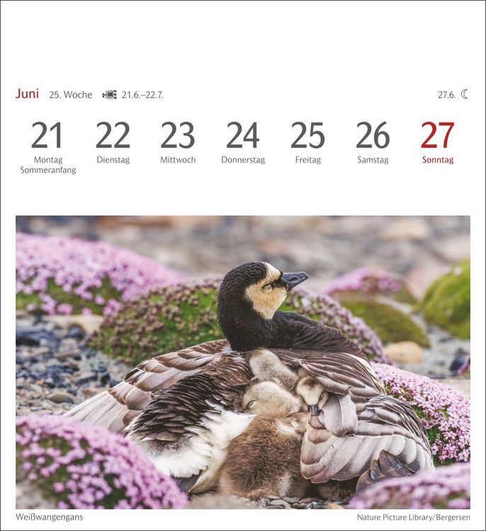 Produktbild: Heimische V&ouml;gel Postkartenkalender 2027 - Wochenkalender mit 53 Postkarten