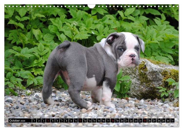 Produktbild: Bulldogs - Old English Bulldog Puppies (Wall Calendar 2026 DIN A3 landscape), CALVENDO 12 Month Wall Calendar