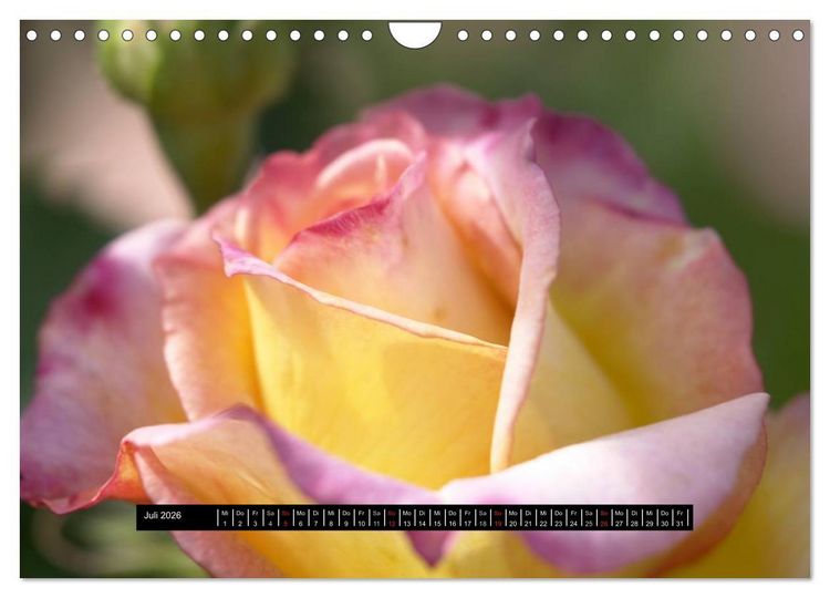 Produktbild: Rosen - Parade (Wandkalender 2026 DIN A4 quer), CALVENDO Monatskalender