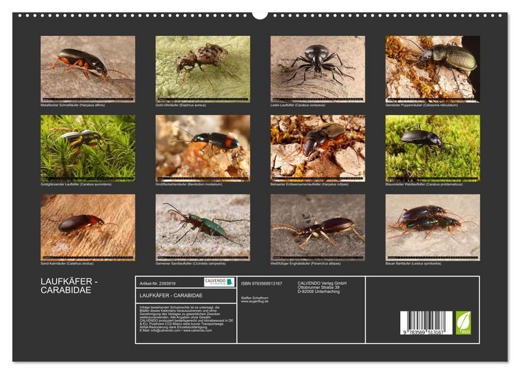 Produktbild: LAUFK&Auml;FER - CARABIDAE (Wandkalender 2027 DIN A2 quer), CALVENDO Monatskalender