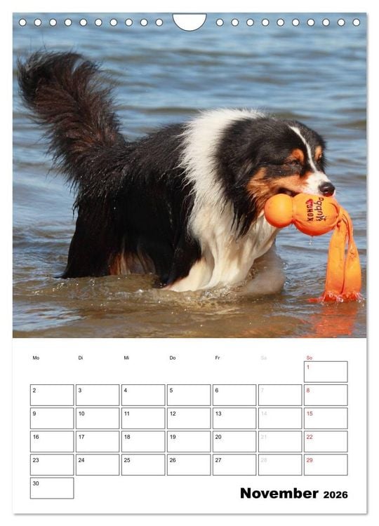 Produktbild: Australian Shepherd (Wandkalender 2026 DIN A4 hoch), CALVENDO Monatskalender