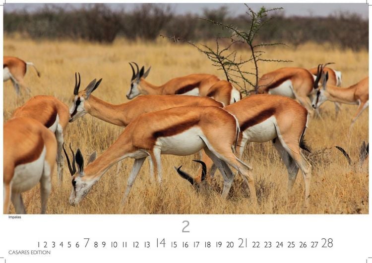 Produktbild: Kenia & Serengheti Kalender 2027 &ndash; Wandkalender | Fotokalender Afrika 35x50cm &ndash; Wundersch&ouml;ne Tierkalender- und Naturschutzfotos.