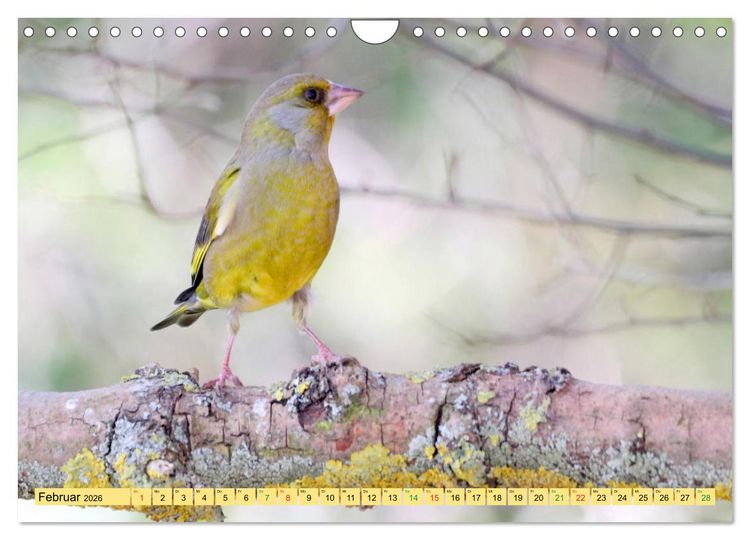 Produktbild: Gefiederte Gesellen - V&ouml;gel aus Wald und Garten (Wandkalender 2026 DIN A4 quer), CALVENDO Monatskalender