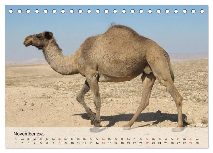 Produktbild: Kamele in der W&uuml;stensonne (Tischkalender 2026 DIN A5 quer), CALVENDO Monatskalender