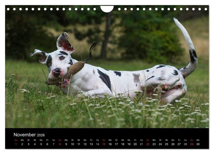 Produktbild: Deutsche Dogge 2026 (Wandkalender 2026 DIN A4 quer), CALVENDO Monatskalender