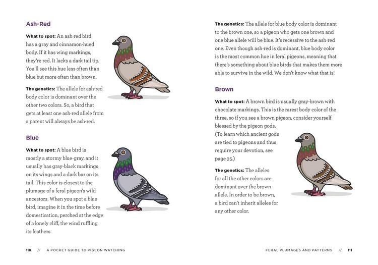 Produktbild: A Pocket Guide to Pigeon Watching