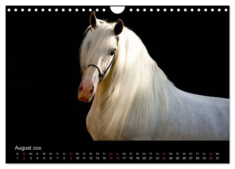 Produktbild: Spaniens stolze Pferde (Wandkalender 2026 DIN A4 quer), CALVENDO Monatskalender