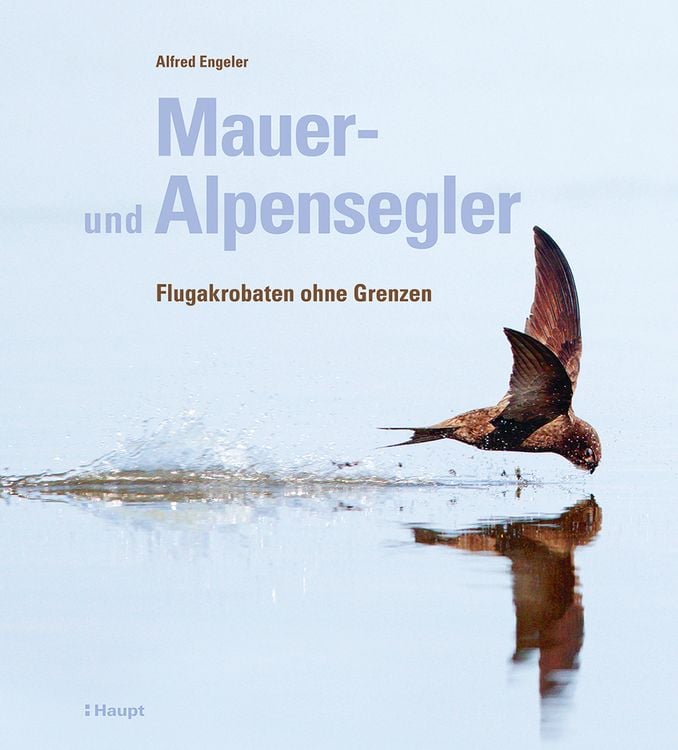 Produktbild: Mauer- und Alpensegler