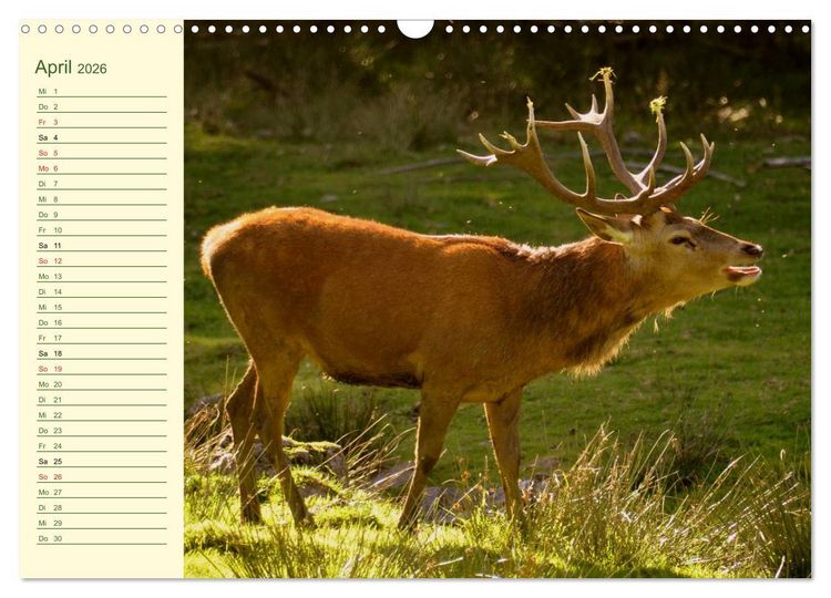 Produktbild: Begegnungen. DER HIRSCH (Wandkalender 2026 DIN A3 quer), CALVENDO Monatskalender