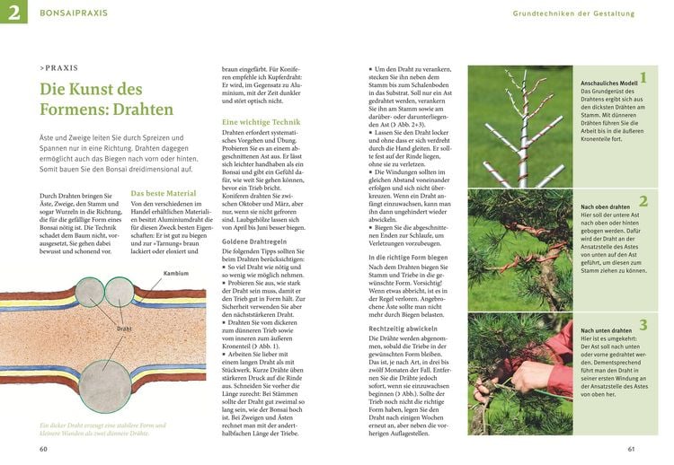 Produktbild: Bonsai ziehen, gestalten und pflegen