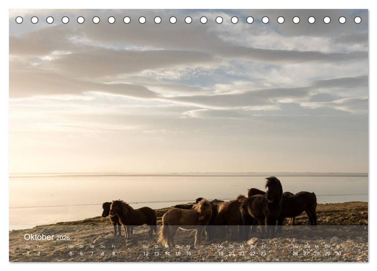 Produktbild: Islandpferde - Der T&ouml;lt Kalender (Tischkalender 2026 DIN A5 quer), CALVENDO Monatskalender
