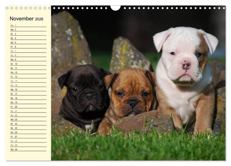 Produktbild: Bulldoggen-Moppelchen (Wandkalender 2026 DIN A3 quer), CALVENDO Monatskalender