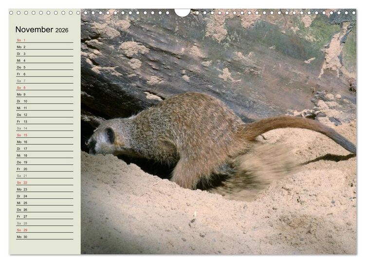 Produktbild: Erdm&auml;nnchen (Wandkalender 2026 DIN A3 quer), CALVENDO Monatskalender