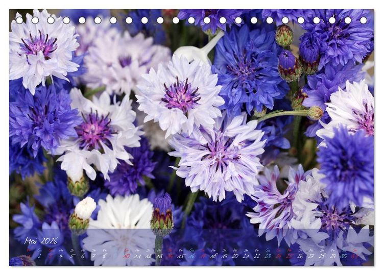 Produktbild: Bl&uuml;ten dicht an dicht (Tischkalender 2026 DIN A5 quer), CALVENDO Monatskalender