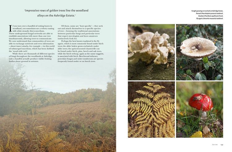Produktbild: Woods
