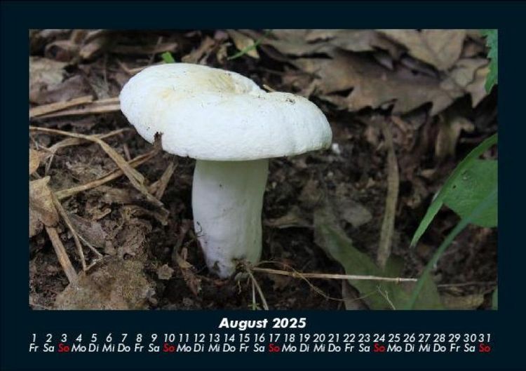 Produktbild: Pilzkalender 2025 Fotokalender DIN A5