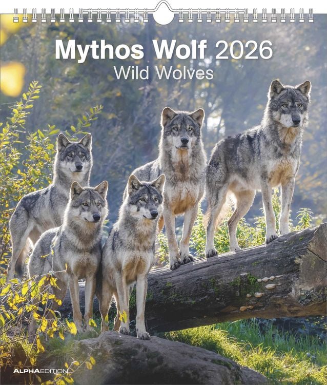 Bild vom Artikel Mythos Wolf 2026 - Foto-Kalender - Wand-Kalender - 30x34 vom Autor Alpha Edition
