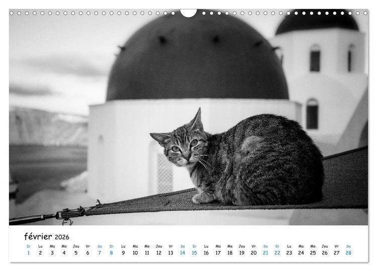 Produktbild: Chats de Santorin - Les princes d'Oia en noir et blanc (Calendrier mural 2026 DIN A3 vertical), CALVENDO calendrier mensuel