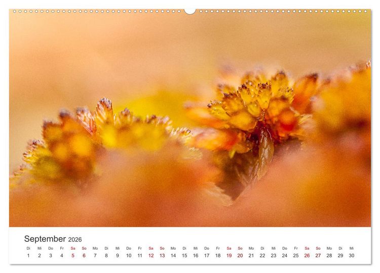 Produktbild: Naturjuwel Haspelmoor (Wandkalender 2026 DIN A2 quer), CALVENDO Monatskalender