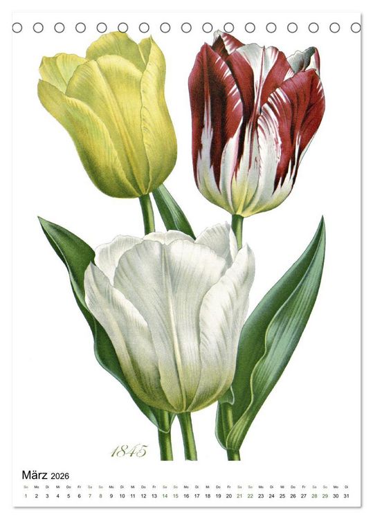Produktbild: Tulpen - Jahr (Tischkalender 2026 DIN A5 hoch), CALVENDO Monatskalender