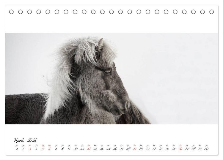 Produktbild: Islandpferde von Brimilsvellir (Tischkalender 2026 DIN A5 quer), CALVENDO Monatskalender