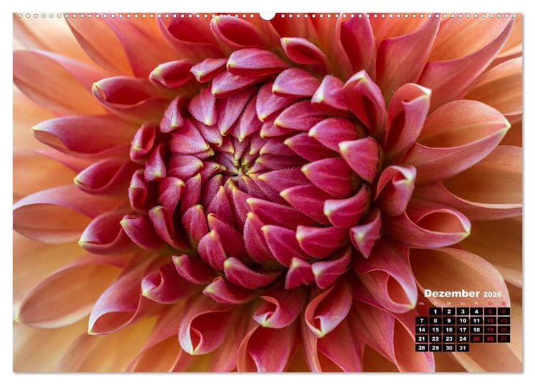 Produktbild: Im Herzen der Dahlie (hochwertiger Premium Wandkalender 2026 DIN A2 quer), Kunstdruck in Hochglanz