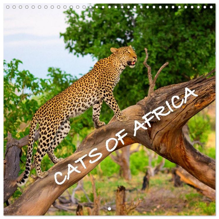 Produktbild: CATS OF AFRICA (Wall Calendar 2027 12 &times; 12 Inch) CALVENDO 12 Month Wall Calendar