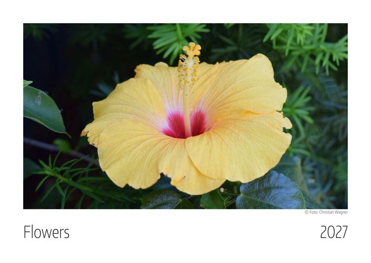 Produktbild: Flowers Kalender 2027