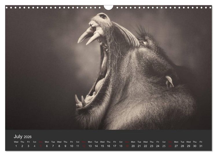 Produktbild: African Souls African animals with soul (Wall Calendar 2026 DIN A3 landscape), CALVENDO 12 Month Wall Calendar
