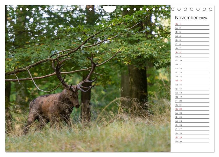 Produktbild: Emotionale Momente: Hirschbrunft. Part II. (Wandkalender 2026 DIN A4 quer), CALVENDO Monatskalender