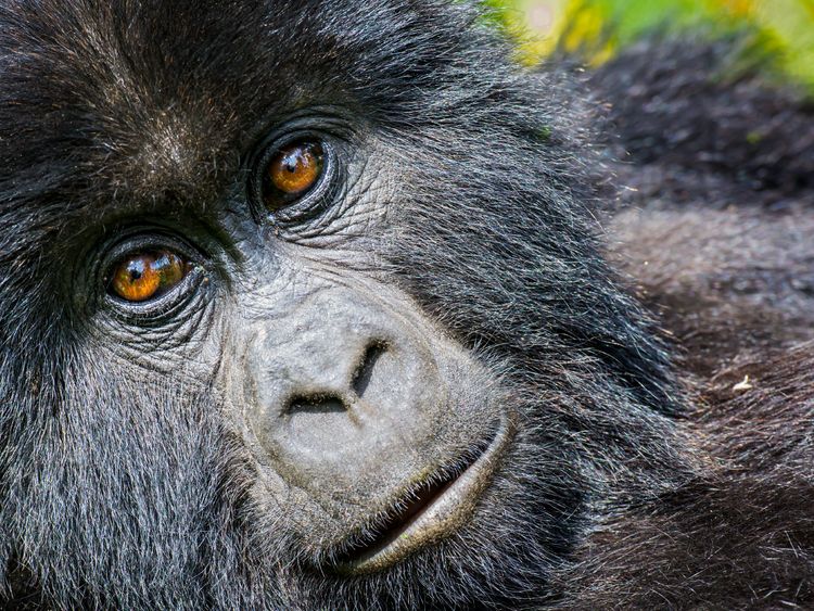 Produktbild: CALVENDO Puzzle Junger Berggorilla (gorilla beringei beringei) , Ruanda | 1000 Teile Lege-Gr&ouml;&szlig;e 64x48cm Foto-Puzzle f&uuml;r gl&uuml;ckliche Stunden