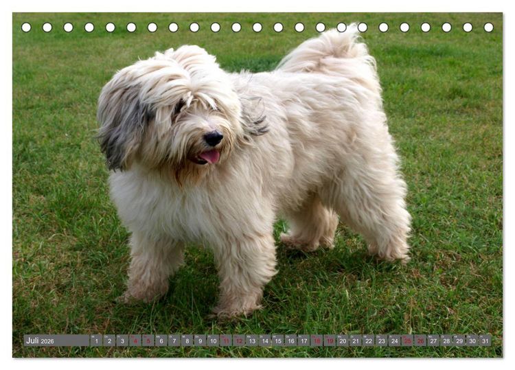 Produktbild: Tibet-Terrier - Eine Hunderasse mit Charakter (Tischkalender 2026 DIN A5 quer), CALVENDO Monatskalender