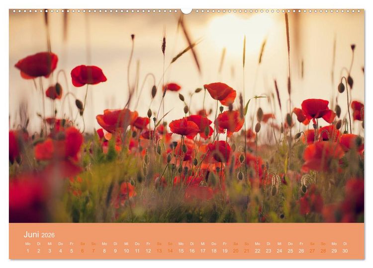 Produktbild: Zeitenwandel - Ein Jahr in der Natur (Wandkalender 2026 DIN A2 quer), CALVENDO Monatskalender