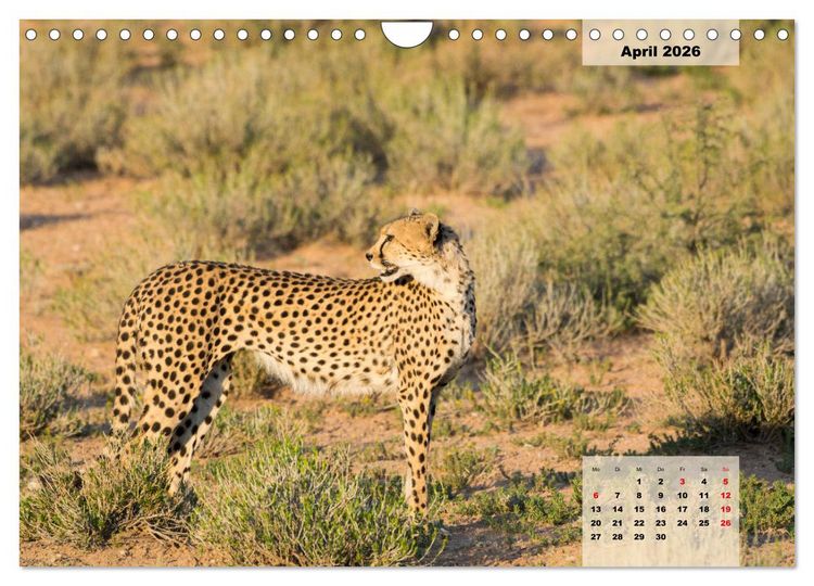 Produktbild: Raubkatzen - L&ouml;we, Gepard, Leopard (Wandkalender 2026 DIN A4 quer), CALVENDO Monatskalender