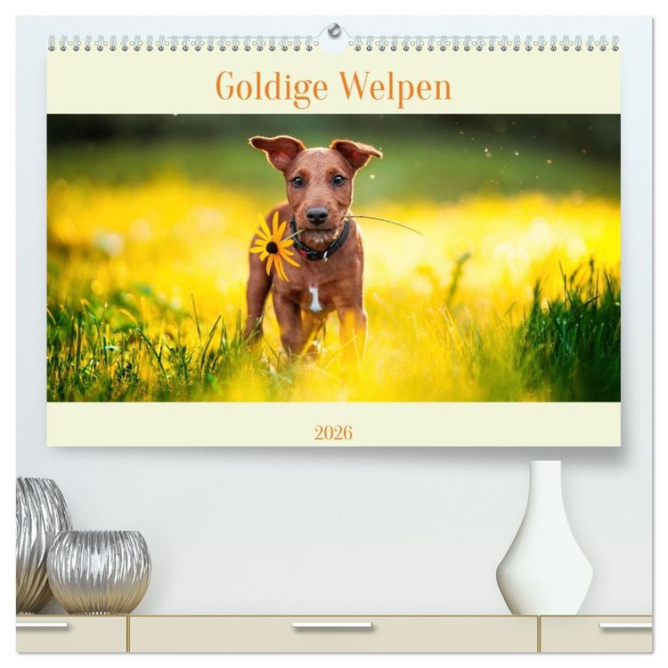 Produktbild: Pfotenblitzers Goldige Welpen (hochwertiger Premium Wandkalender 2026 DIN A2 quer), Kunstdruck in Hochglanz