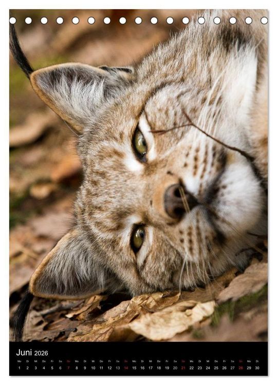 Produktbild: Der Luchs - Europas gr&ouml;&szlig;te Samtpfote (Tischkalender 2026 DIN A5 hoch), CALVENDO Monatskalender