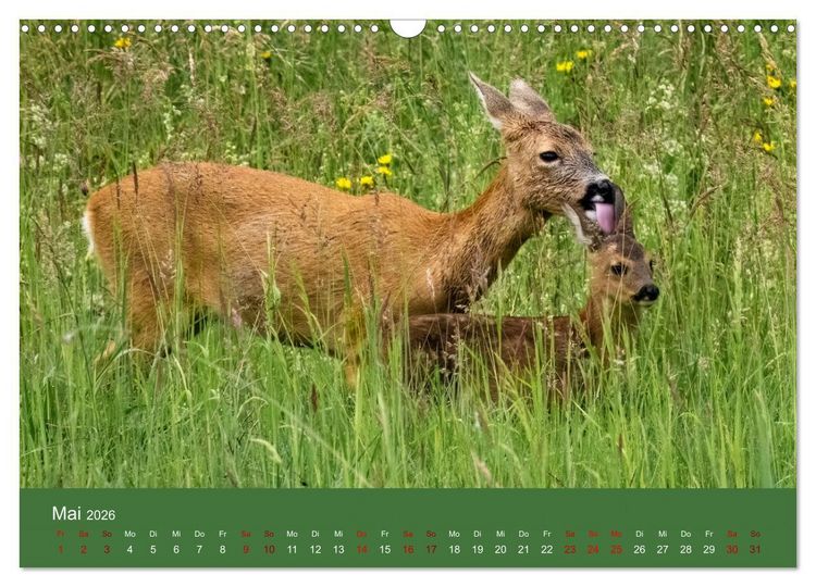 Produktbild: Augen auf - versteckte Tierwelt (Wandkalender 2026 DIN A3 quer), CALVENDO Monatskalender