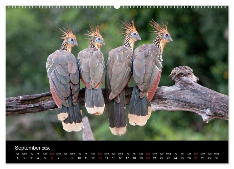Produktbild: Peru - from the Andes to the Amazon / UK-Version (High Quality Premium Wall Calendar 2026 DIN A2 landscape),CALVENDO 12 Month Wall Calendar