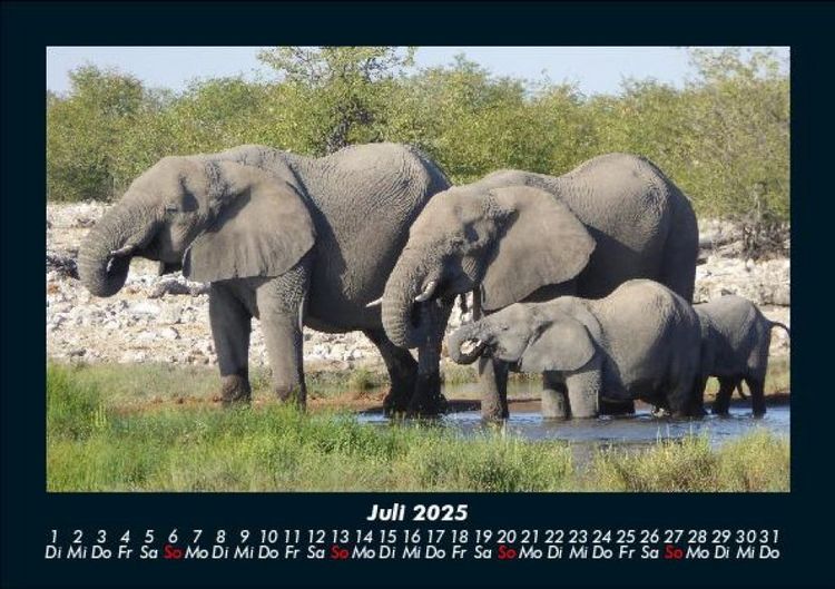 Produktbild: Der Elefantenkalender 2025 Fotokalender DIN A5