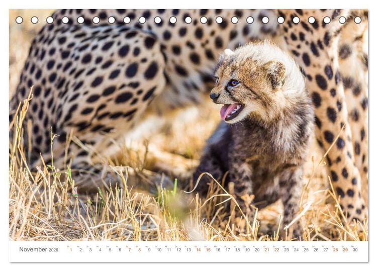 Produktbild: Safari Kenia (Tischkalender 2026 DIN A5 quer), CALVENDO Monatskalender