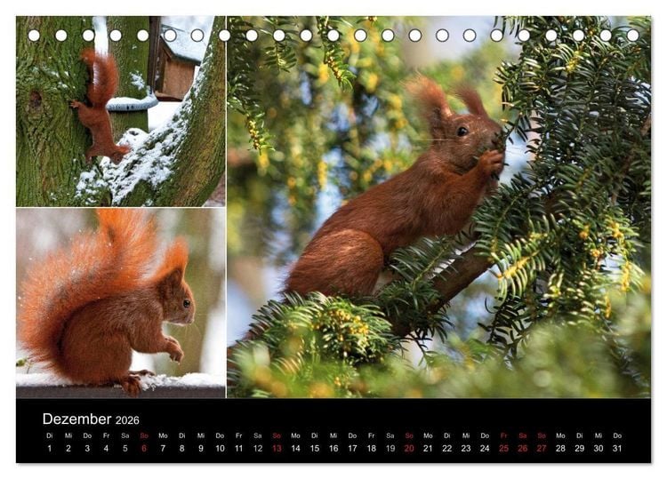 Produktbild: Wilde Eichh&ouml;rnchenwelt! (Tischkalender 2026 DIN A5 quer), CALVENDO Monatskalender