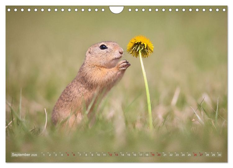 Produktbild: Zauberhafte Ziesel (Wandkalender 2026 DIN A4 quer), CALVENDO Monatskalender