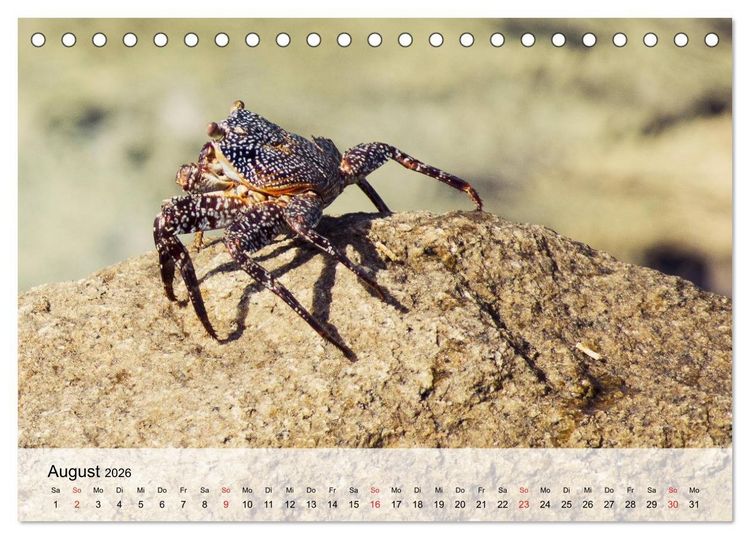 Produktbild: Krabben. Lustige Aliens (Tischkalender 2026 DIN A5 quer), CALVENDO Monatskalender