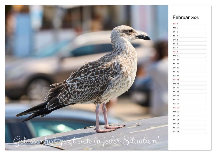 Produktbild: Lebensweisheiten der M&ouml;we - Im Flug des Lebens (Tischkalender 2026 DIN A5 quer), CALVENDO Monatskalender