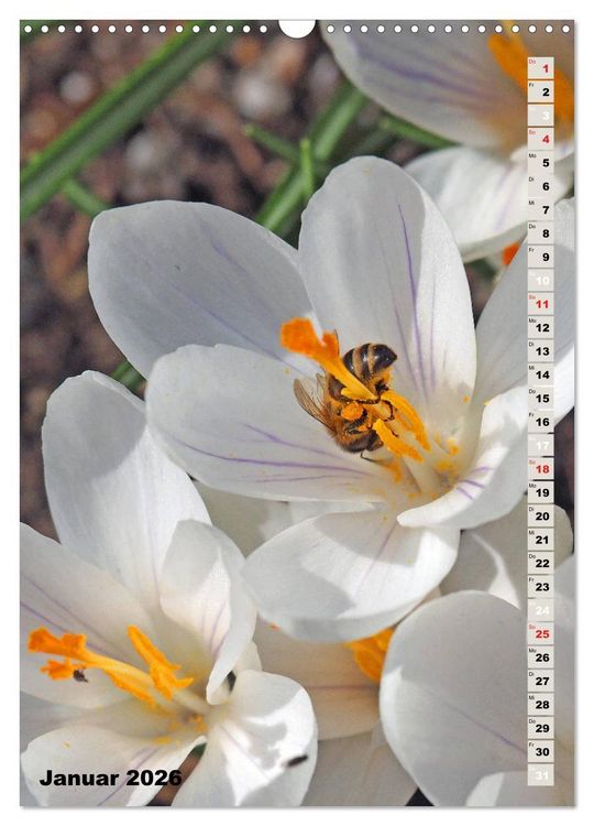 Produktbild: Blossom Love, von Bienen und Hummeln (Wandkalender 2026 DIN A3 hoch), CALVENDO Monatskalender
