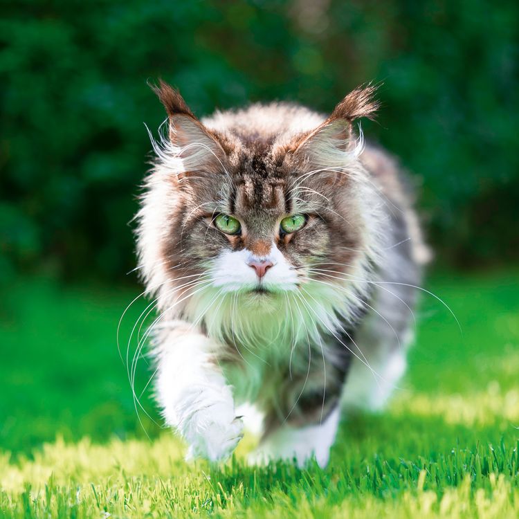 Produktbild: Cool Cats 2027